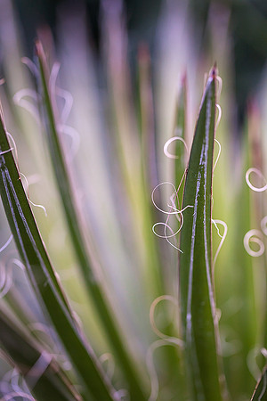 Thread Leaf Agave