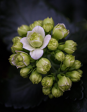 A Hint of Spring