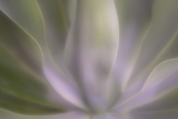 Mangave 'Lavender Lady'