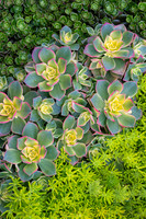 Succulent Garden