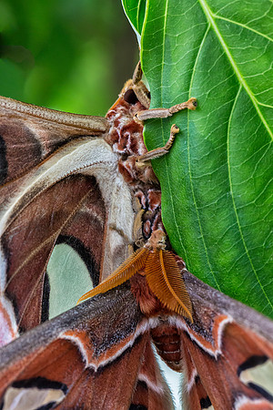 Mating Atlas Moths - Female above, Male below