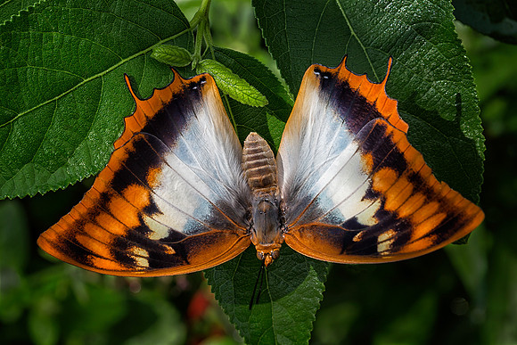 Flame Bordered Charaxes