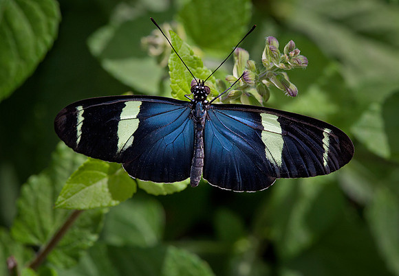 Small Blue Grecian/Sara Longwing