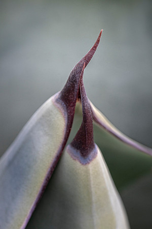 Agave Love