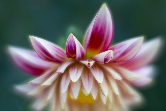 Whimsical Wave