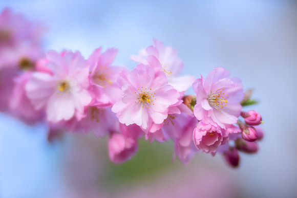Cherry Blossoms in Copenhagen