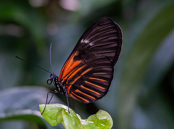 Doris Longwing