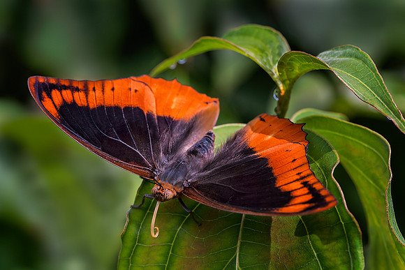 Flame Bordered Charaxes