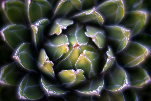 Queen Victoria Agave