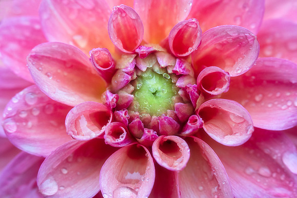 Dahlia, Longwood Gardens