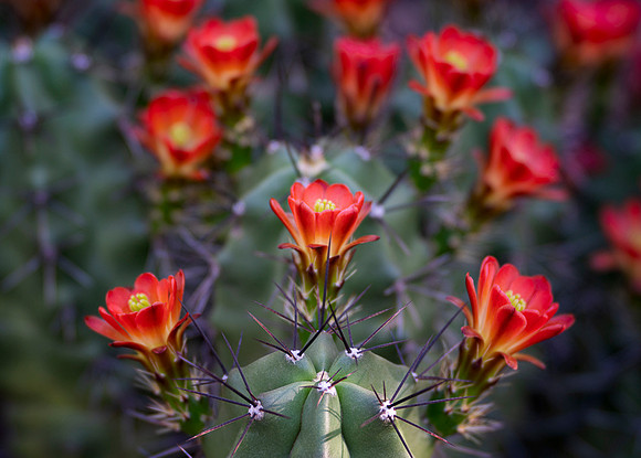 Scarlet Hedgehog Cactus