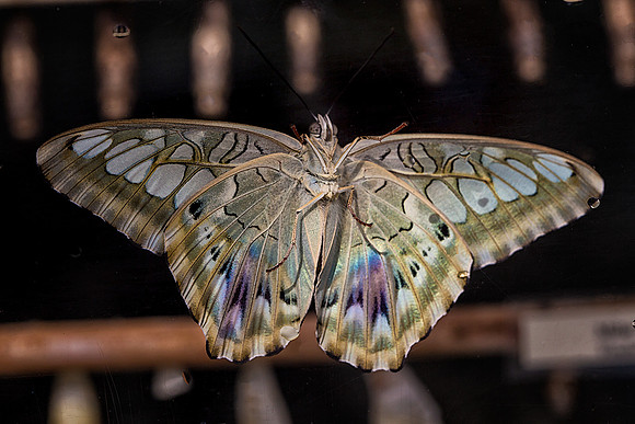 Violet Clipper in Pupa Emergence Room