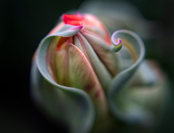 Tulipa 'Queensday'