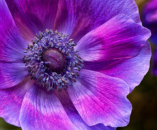Anemone
