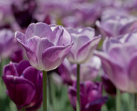 Tulips in the Crescent Garden