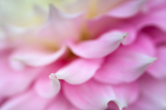 Dahlia 'Gitt's Perfection'