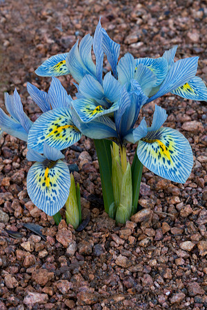 'Katherine Hodgkin' Iris