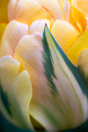 Tulipa 'Akebono'