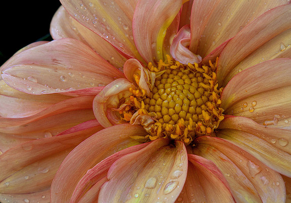 Dahlia