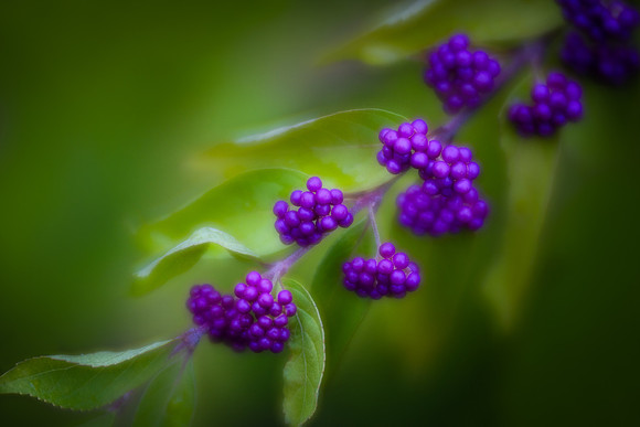 Japanese Beautyberries