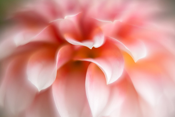 Dahlia 'Peaches 'N Cream'