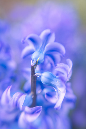 Hyacinth