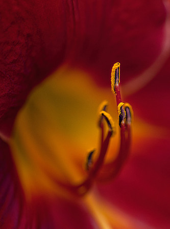 Daylily