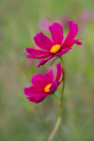 Summer's Dance