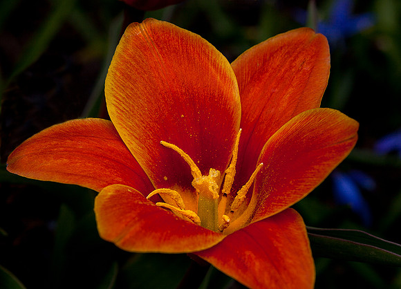 'Bronze Charm' Tulip
