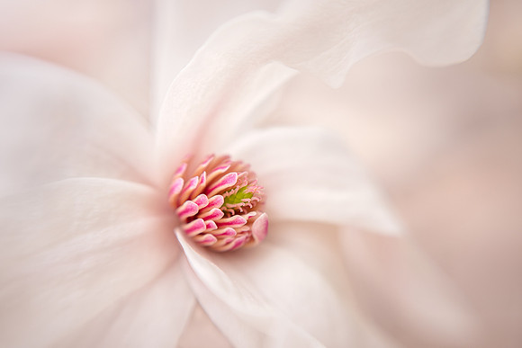 Merrill Magnolia