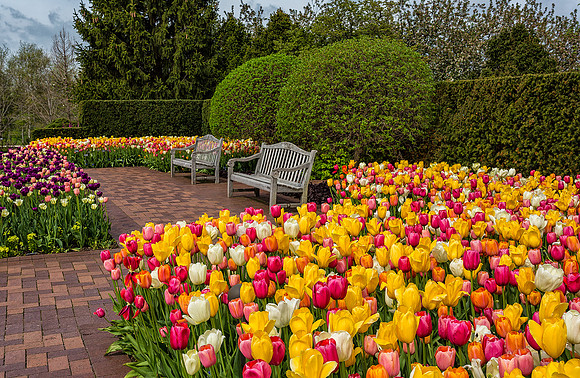 Tulips in the Circle Garden