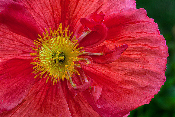 Iceland Poppy