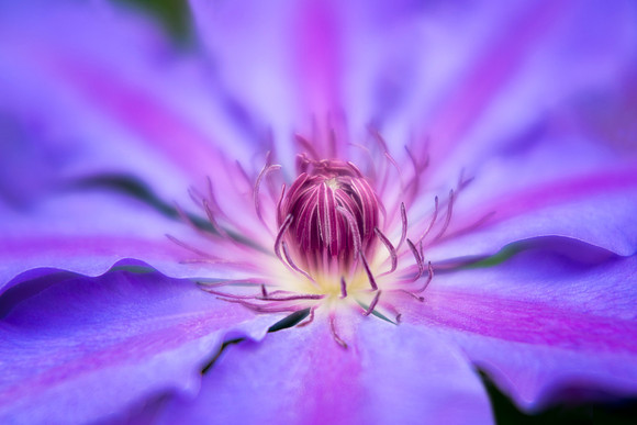 Clematis