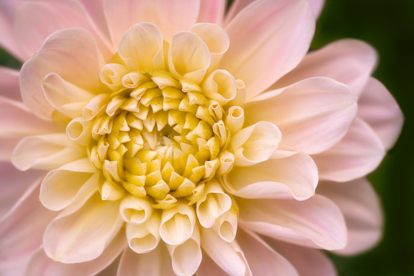 Dahlia 'Sweet Nathalie'