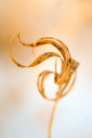 Amsonia Curls