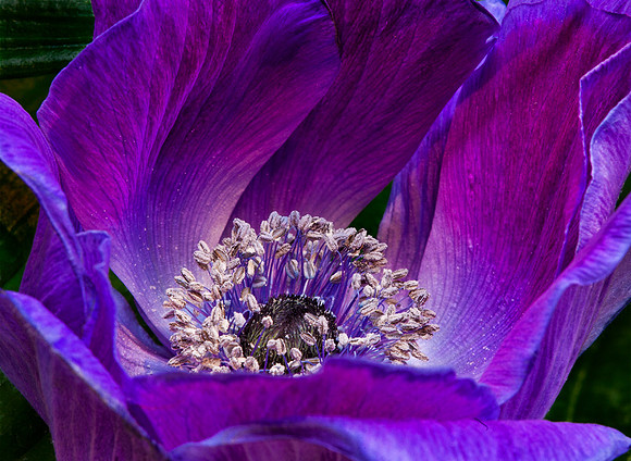 Anemone