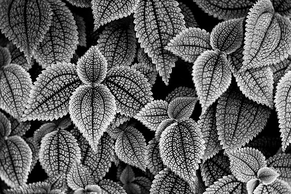 Pilea