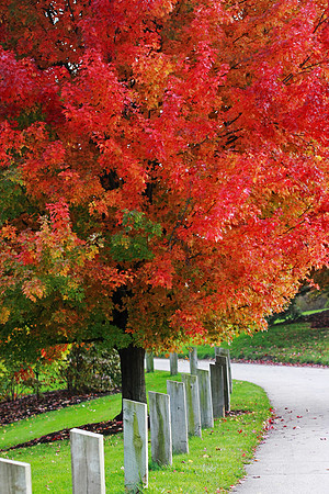 Colorful Maple