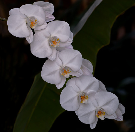 Phalaenopsis Orchids