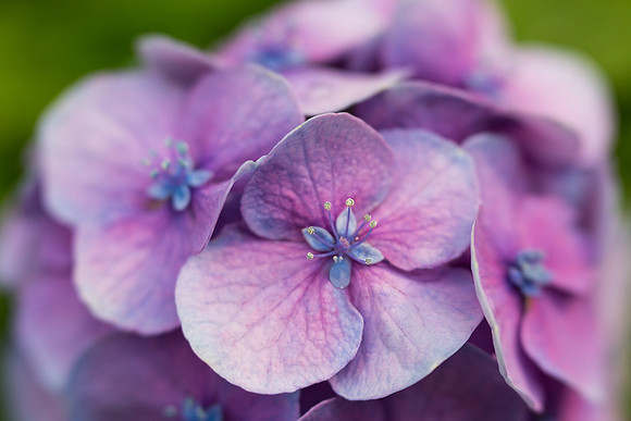 Hydrangea