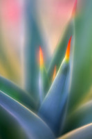 Agave Glow