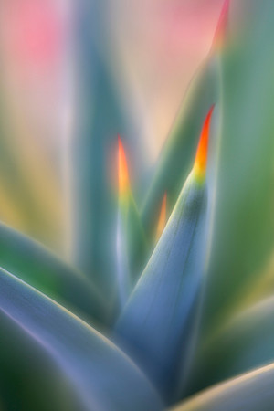 Agave Glow