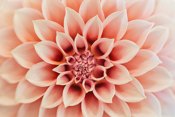 Dahlia Patterns