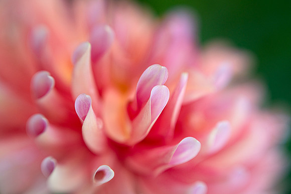 Petal Dance