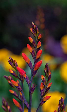 Crocosmia Buds