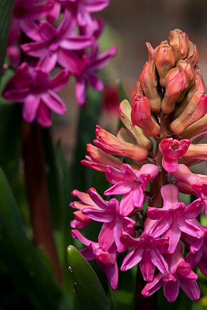 Pink Hyacinth
