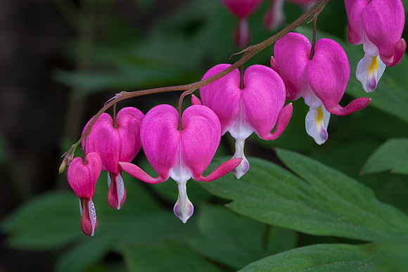 Bleeding Heart