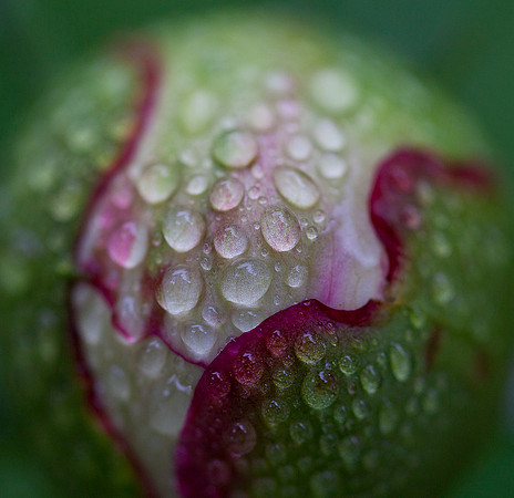 Peony Bud with Raindrops