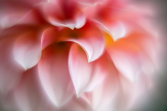 Dahlia 'Peaches 'N Cream'