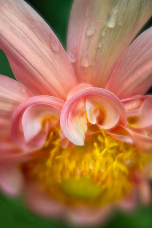 Dahlia Curls